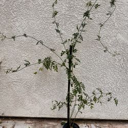 Chameli  Flower Plant  (Most Fragrance )