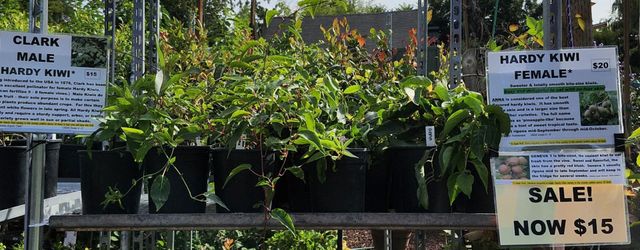 Hardy Kiwi 🥝 Plant Sale!