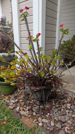 Potted plant
