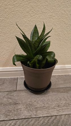 Potted plant