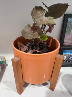 Plant Stand with Decorative Pot & Live Plant