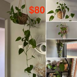Beautiful Pothos Plant Collection – 5 Plants + Hanging Planters