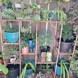 Plant SALE 🪴 VENTA de Plantas Succulent *$3 + Up