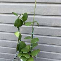 6” hoya kerrii
