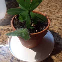 Small Cristo De Rey Plant 