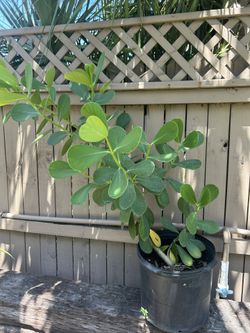 Clusia-Autograph Plant