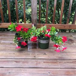 Mandevilla’s Live Plants Set Of 2