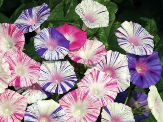 Morning Glory - Carnival Of Venice Seedlings 