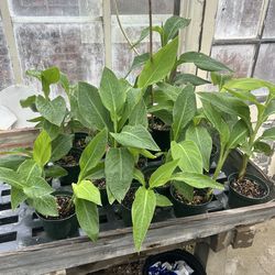 Potted Canna Lillies🪴 (Red & Orange)