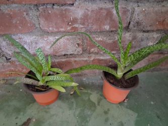 Cactus succulent Plants in Pots – Set of 2