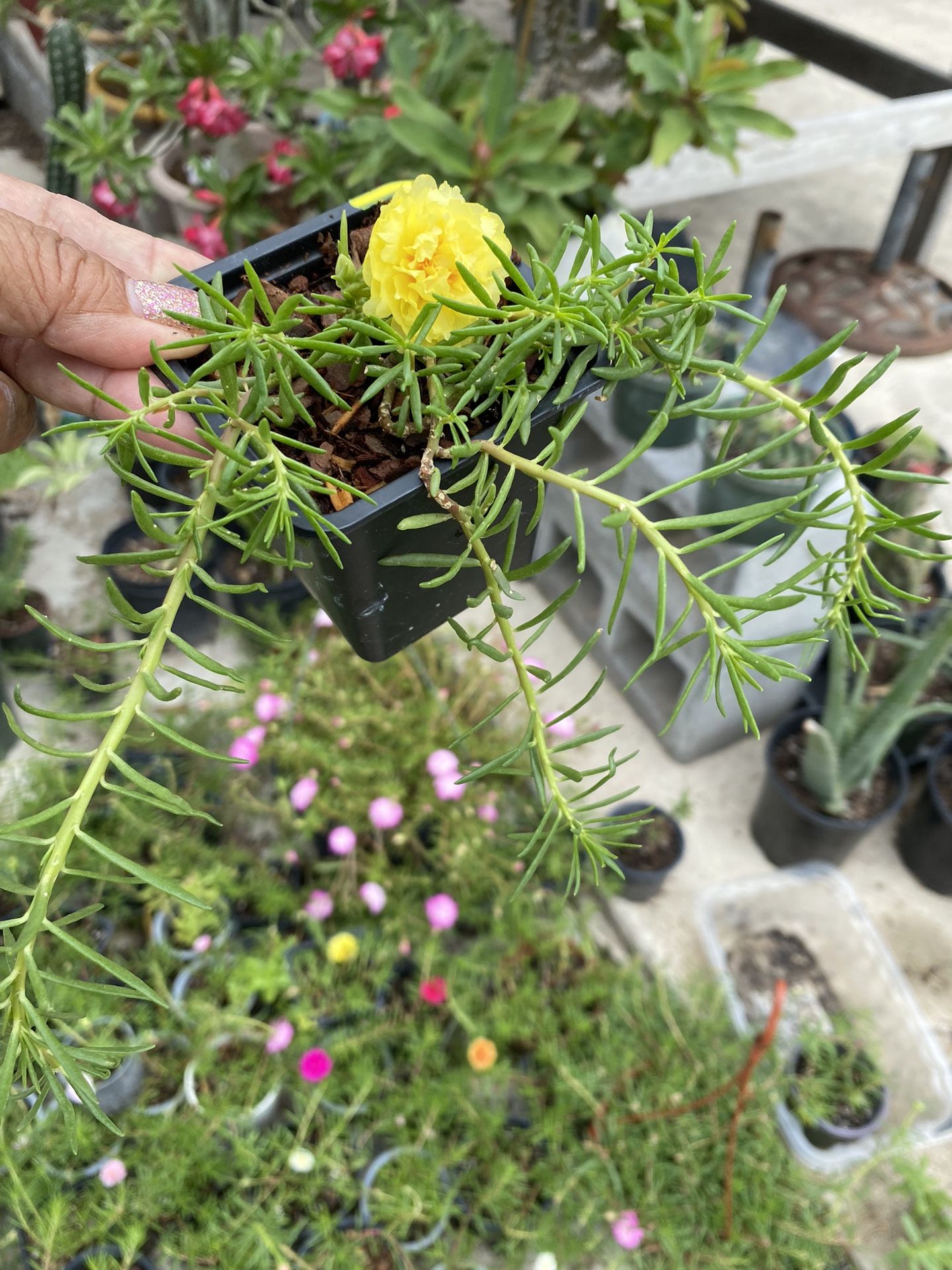 Plantas De Chismes