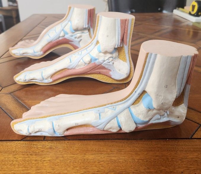 Anatomical Model: Human Foot