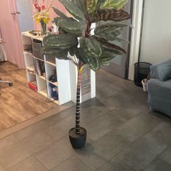 Artificial calathea / Dieffenbachia Decorative Plant