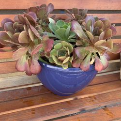 Big Pot With Succulents