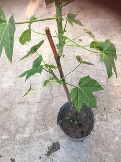 Planta La Chaya