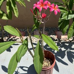 Plumeria