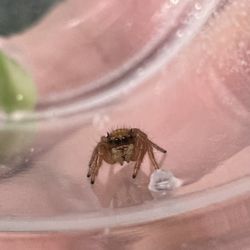 Jumping Spider Babies