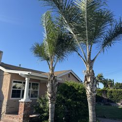 Queen Palm Trees