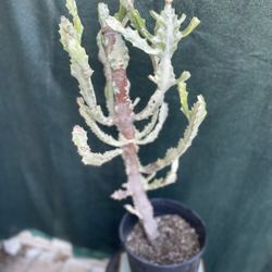 Variegated Euphoria Cactus Plant, In 3 Gallóns Pot Pick Up Only