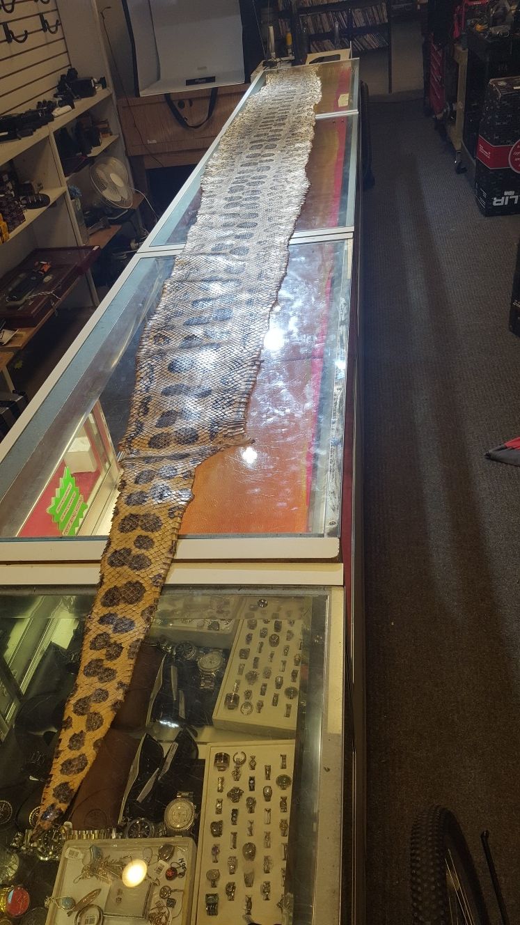 anaconda snake skin