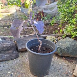 Purple Tree Kale Plant