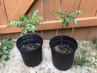 Well rooted Asian curry leaf plant Each $19.99