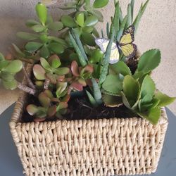 Beautiful  Hand Crafted Basket With 12 Plants