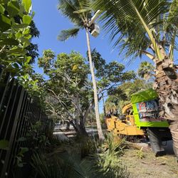 Palm and tree trimming