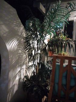 Artificial palm trer
