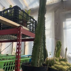 Euphorbia Chocolate Plant Three Feet