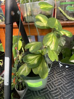 Variegated Hoya Kerri Plant 