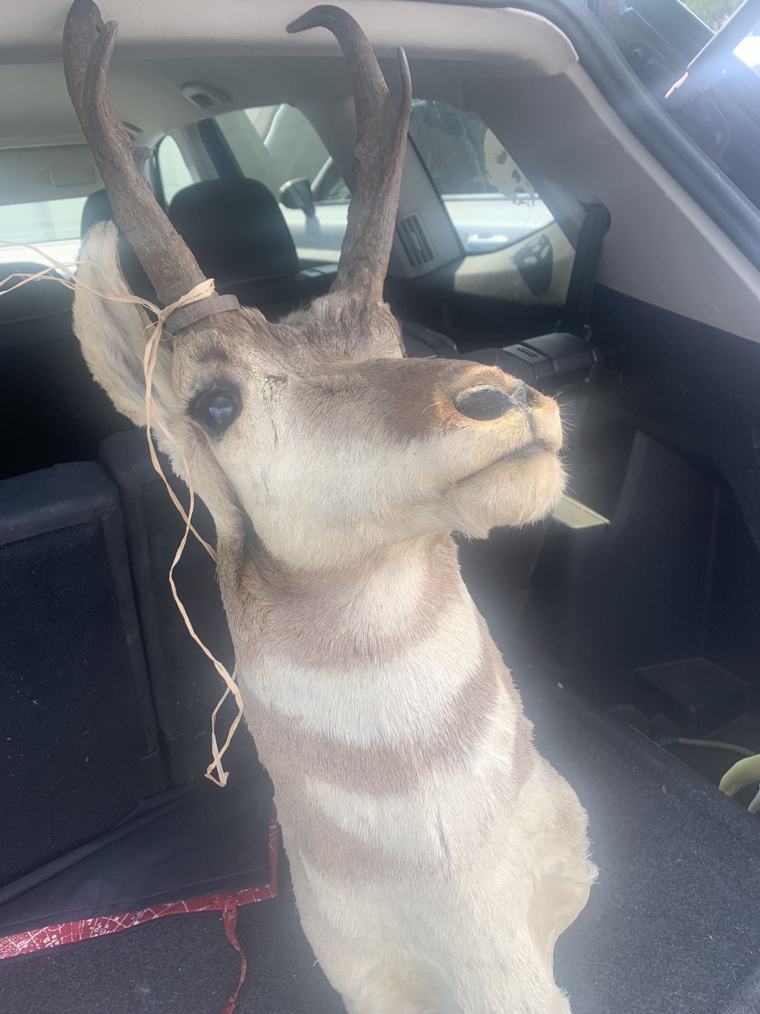 Taxidermy Pronghorn Antelope!! $225 Obo!!