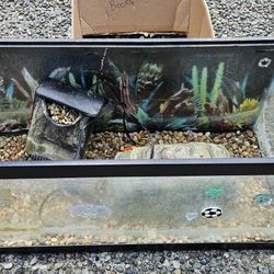 Fish, Turtle Tank
