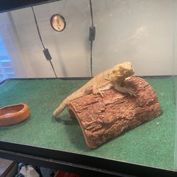 Bearded Dragon For Sale