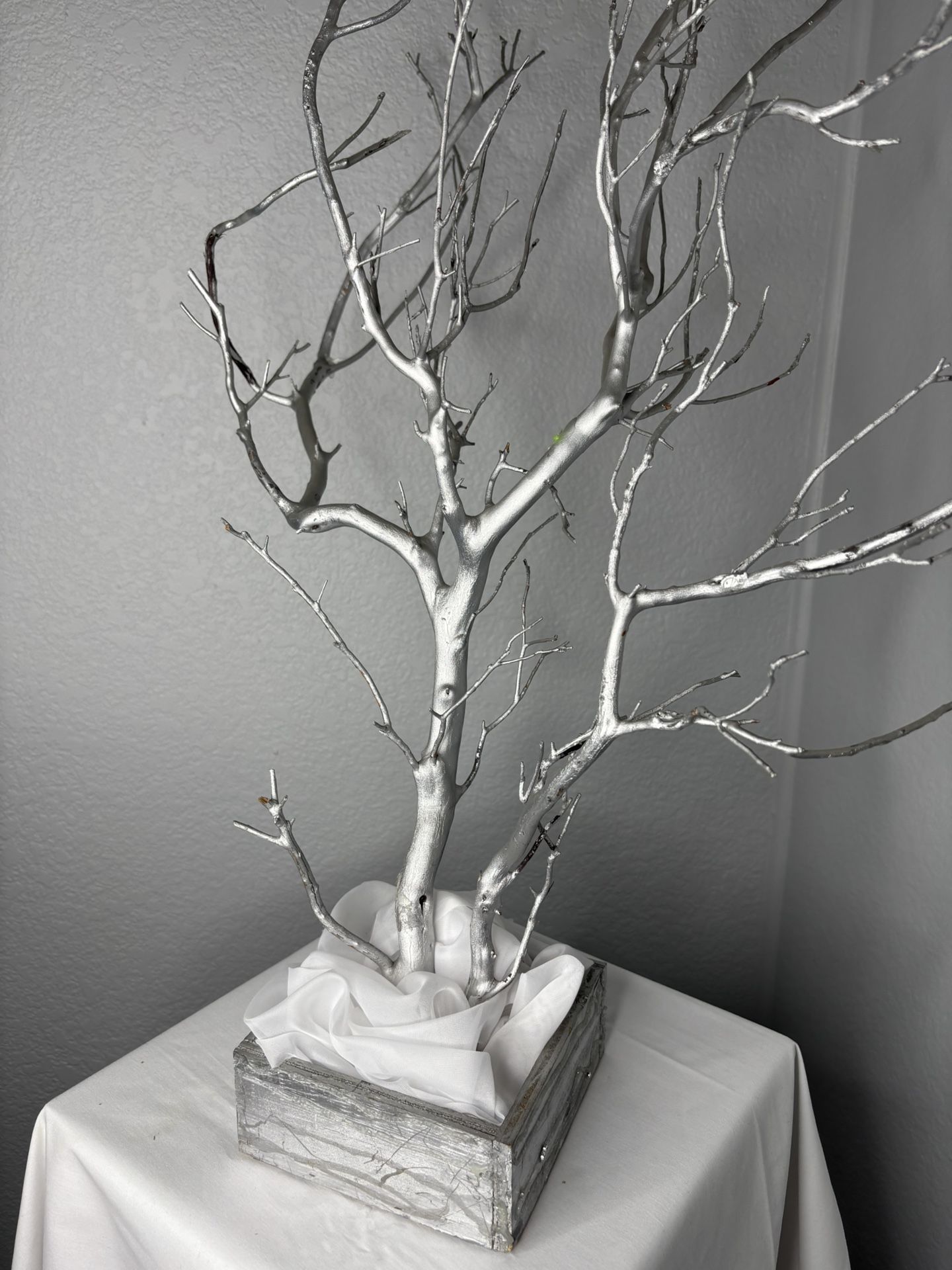 Gorgeous Silver Manzanita Tree
