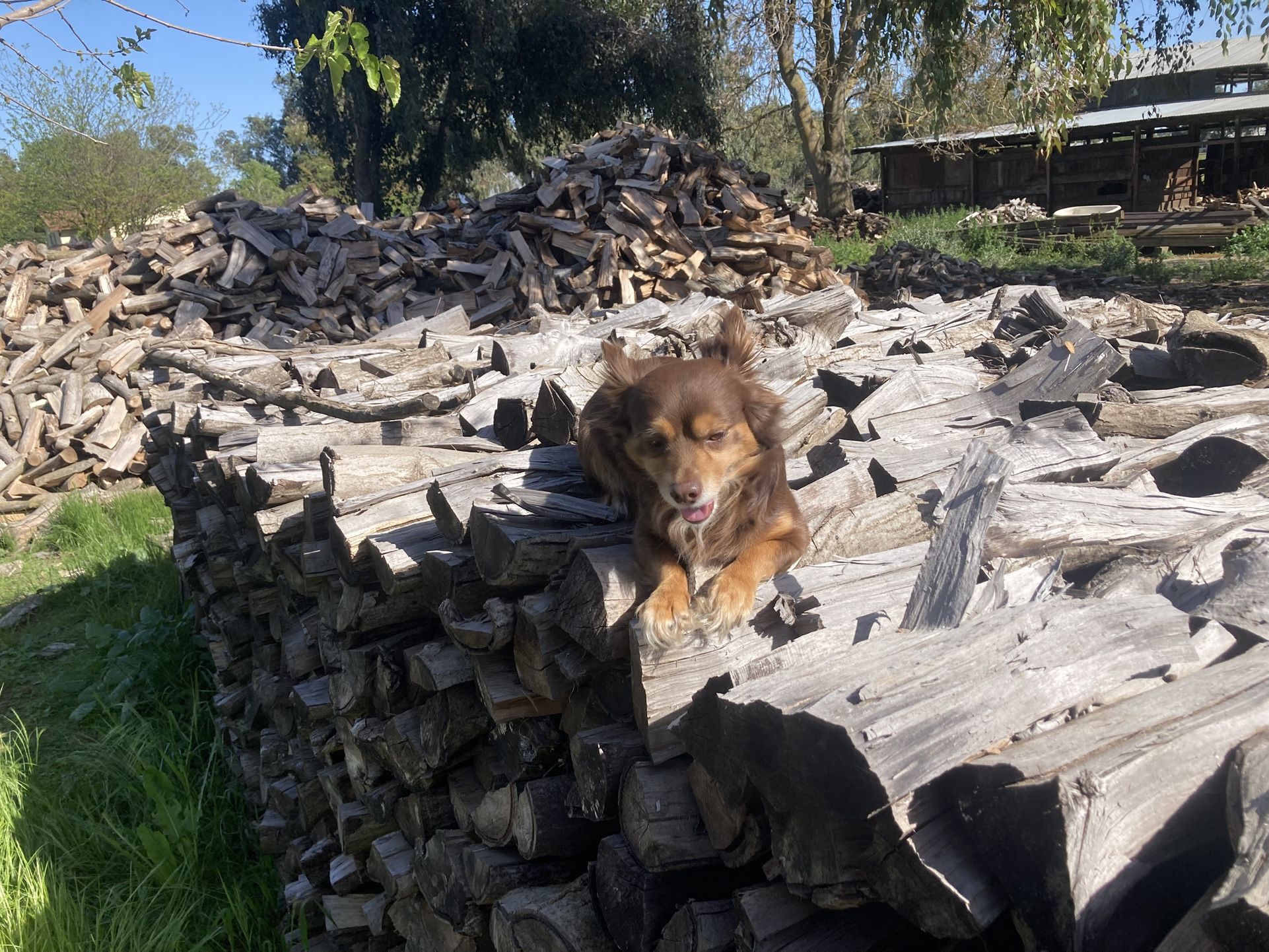 FIREWOOD