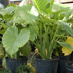 Alocasia
