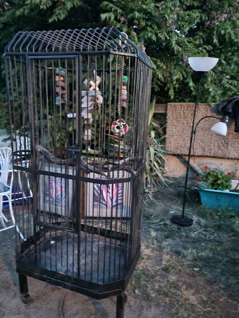 Bird Cage 