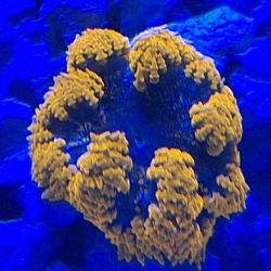 Aquarium Decorations