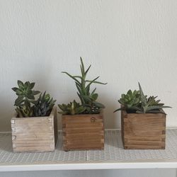 3 Plants