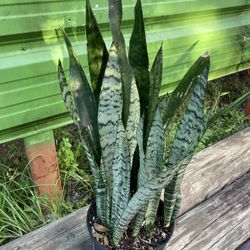 Snake plant