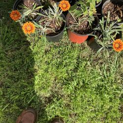 Gazania  (ground Cover) 