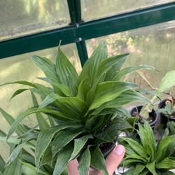 Janet Craig Dracana Plants!! $12 Each!!