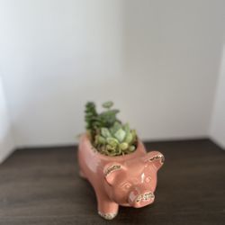Succulent Arrangement 
