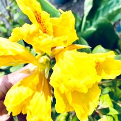 Bright Yellow Canna Plants