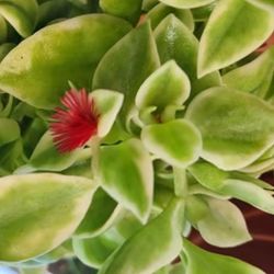 sun roses plant 