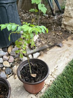 Curry Leaf Plant 1 Year Old. Need To Transplant To Grow Big