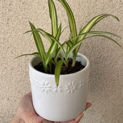 Beautiful Variegated Spider Plant With Pot