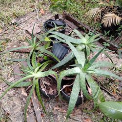 Aloe's Bro