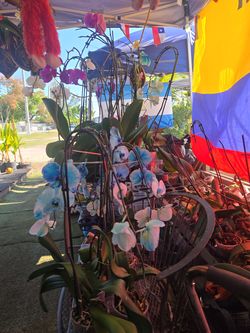 . ORCHIDS/ORQUIDIAS --STEMS - Tallos Para Sembrar$3Each MIENTRAS DUREN